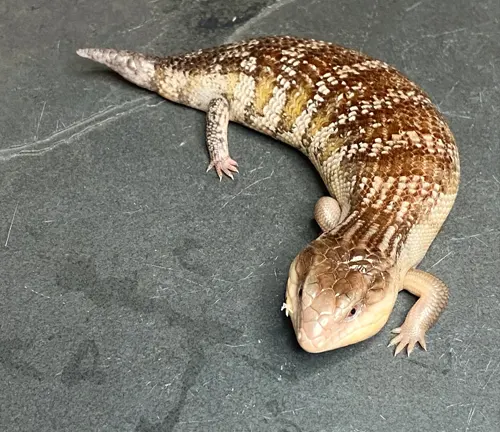 Tanimbar Blue-tongue Lizard with brown and white scales on a grey surface