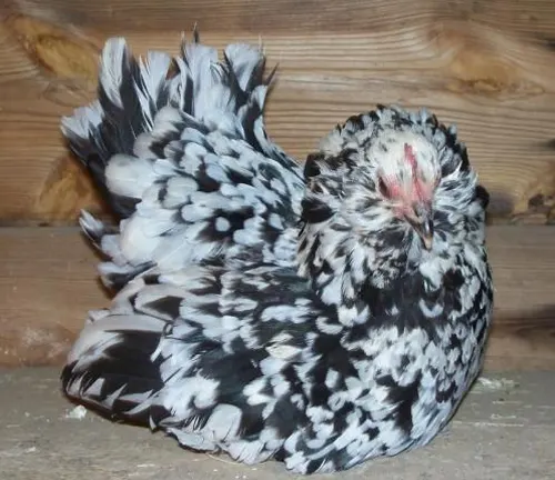 Belgian d'Uccle Chicken