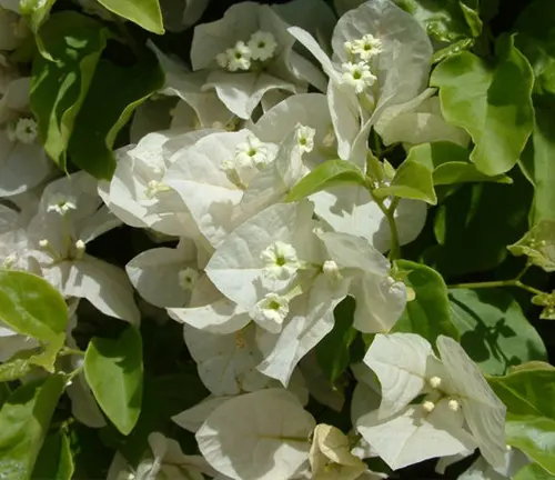 Bougainvillea ‘White Madonna’, a type of flowering plant