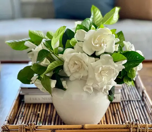 beautiful arrangement of blooming Gardenia flowers in a white vase