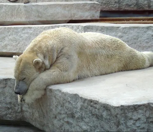 polar bear lying on a rocky surface in an enclosure