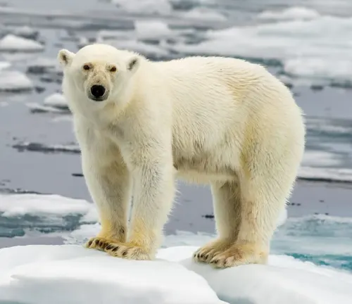 polar bear standing on an iceberg in the Arctic