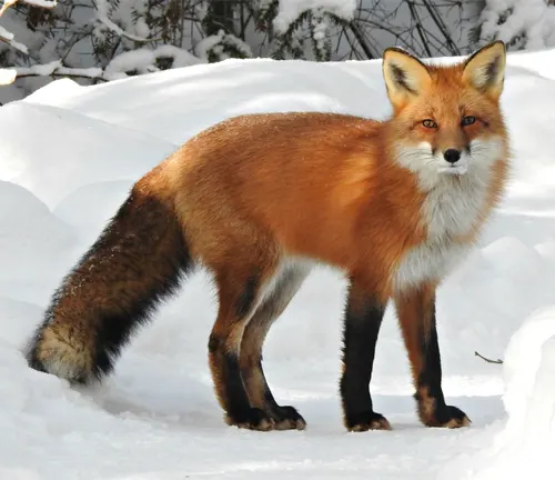 A red fox standing attentively in a snowy environment