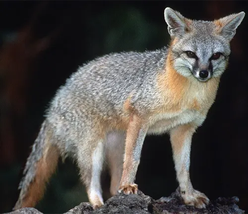 Grey Fox
