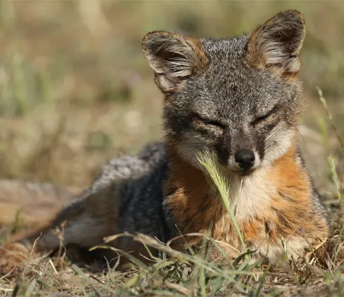 Relaxed Island Fox resting on grassy terrain