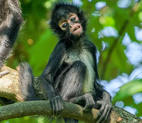 Spider monkey sitting on a tree branch in a sunlit forest
