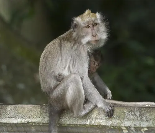 Macaques Monkey