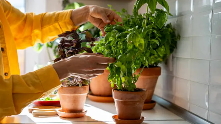 Myth: Bringing Potted Plants Indoors Ensures Survival