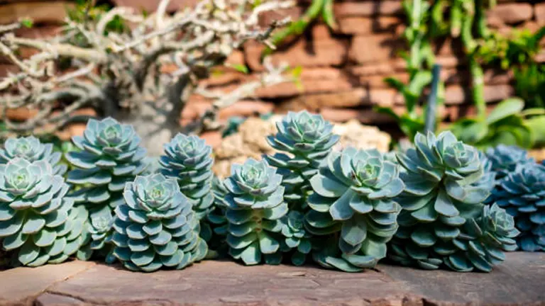 Myth: Drought-Tolerant Plants Don't Need Winter Watering