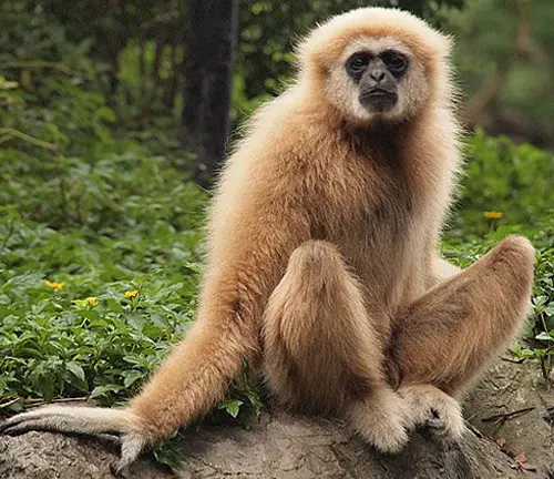 Relaxed Lar Gibbon on a rock amidst greener