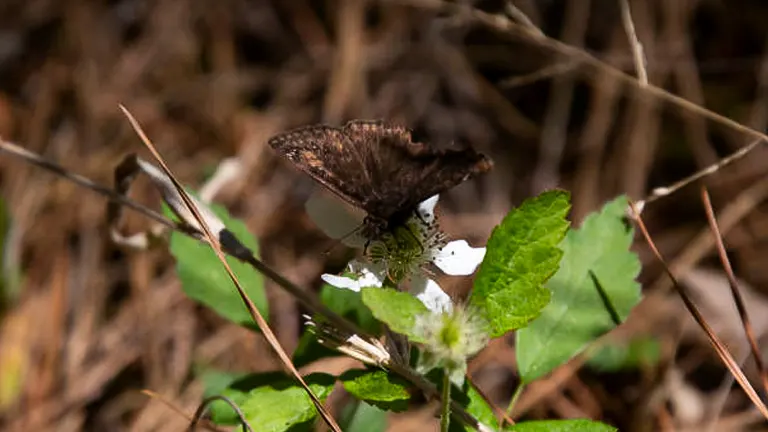 The Significance of Kisatchie in Conservation