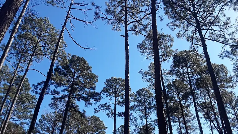 Longleaf Pine Forests and Ecosystems