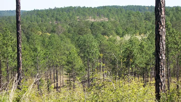 Kisatchie Hills Wilderness Area