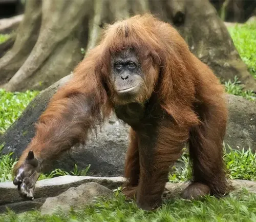 A Sumatran Orangutan walking amidst green grass and rocks
