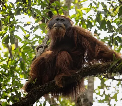 Tapanuli Orangutan