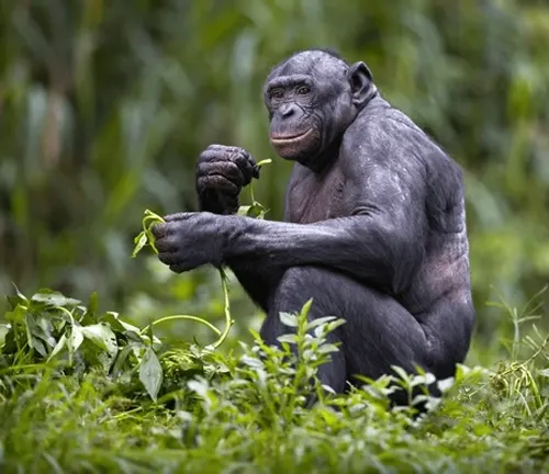 Bonobo Pan paniscus eating green leaf