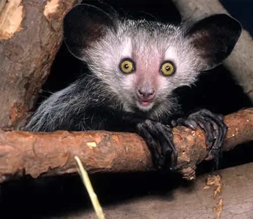 Obscured Aye-Aye lemur clinging to a rough, dark brown tree branch