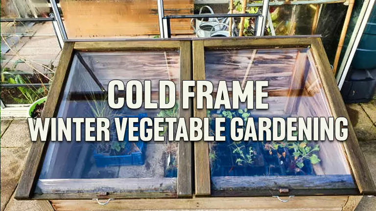 Cold Frame Winter Vegetable Gardening