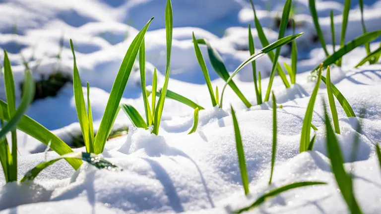 Close-up of green grass blades emerging through a layer of fresh snow, illuminated by sunlight.