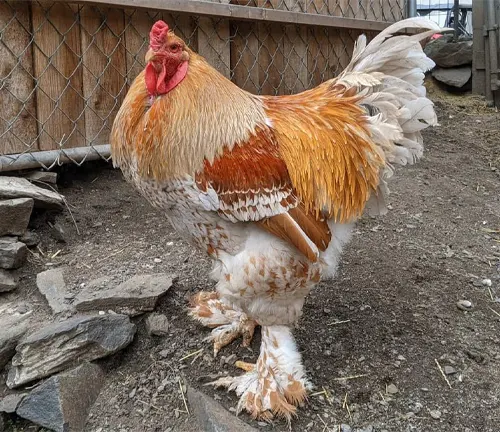 Brahma Chicken All You Need To Know: Colors, Eggs And More…, Chickens And  More