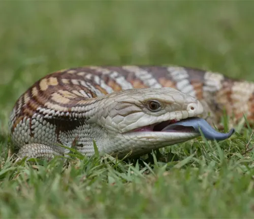 Blue-Tongue Lizard with its blue tongue extended, lying on grass