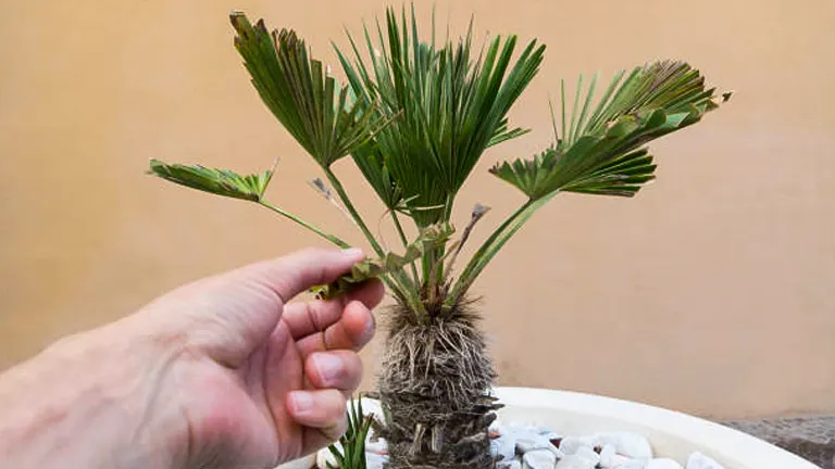 Selecting the Right Palm Variety