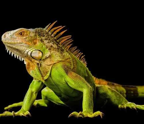  vibrant green iguana with detailed scales and spines, set against a black background