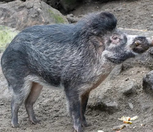 Visayan Warty Pig