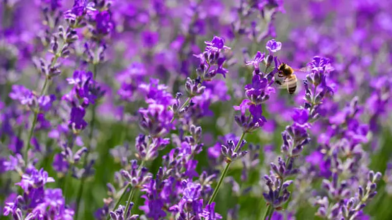Why Choose Lavender for Your Garden?