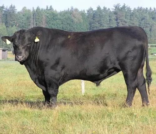 Aberdeen Angus Cattle