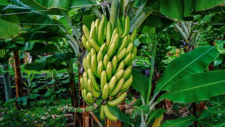 How to Grow a Thriving Banana Tree