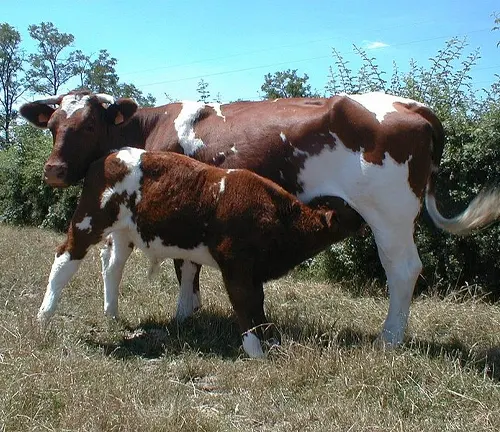 Maine Anjou Cattle