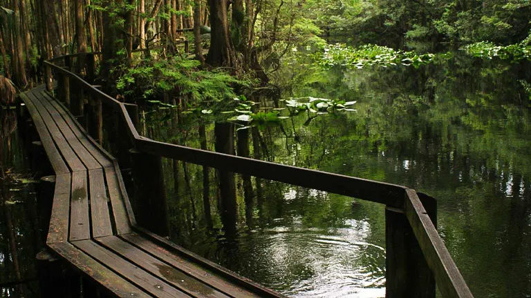 Highlands Hammock State Park