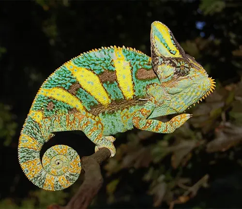Close-up photo of a vibrant green veiled chameleon perched on a branch