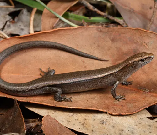 Ground Skink, a small, brownish lizard with a streamlined body and shiny scales