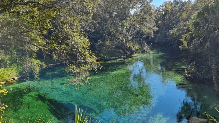 Blue Spring State Park, featuring crystal clear, turquoise waters revealing the sandy bottom of the spring