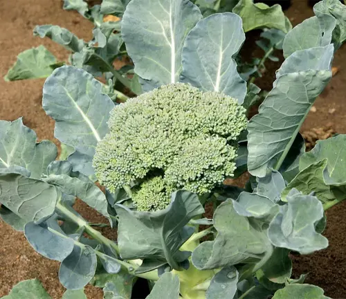 healthy broccoli plant growing in well-tended soil