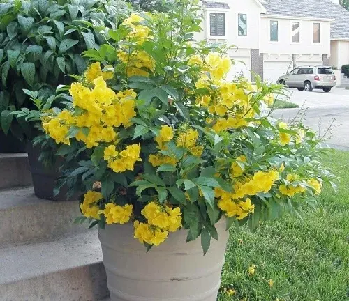 vibrant Esperanza plant with lush green leaves and bright yellow flowers