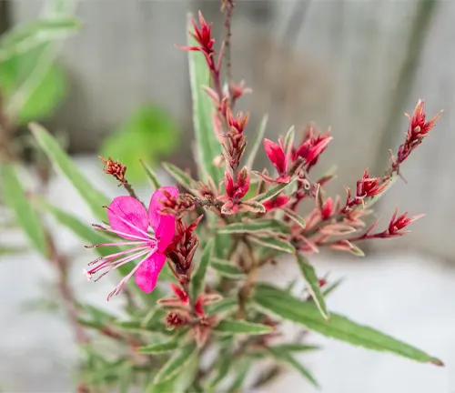 Close-up of a vibrant pink Gaura flower with red buds in an outdoor setting