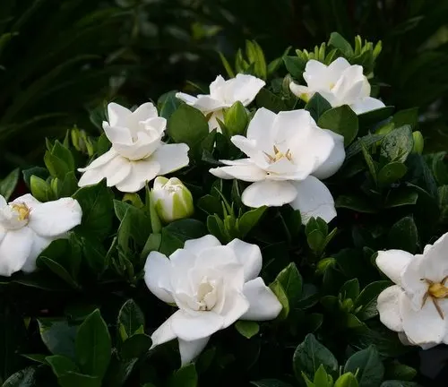 Blooming white Gardenia flowers surrounded by lush green leaves