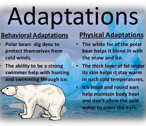 educational infographic highlighting the behavioral and physical adaptations of polar bears to cold environments