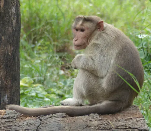 Bonnet Macaque