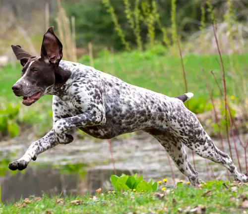 German Shorthaired Pointers Dog