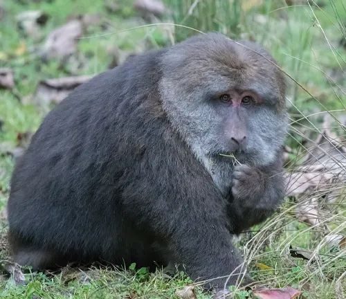 Tibetan Macaque