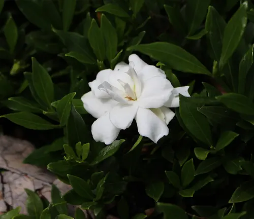 Gardenia augusta 'Radicans'
