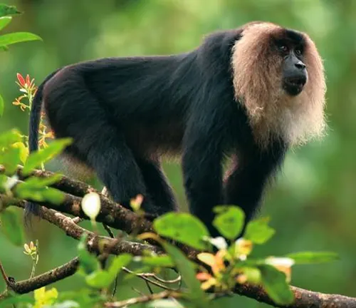 Lion-tailed Macaque