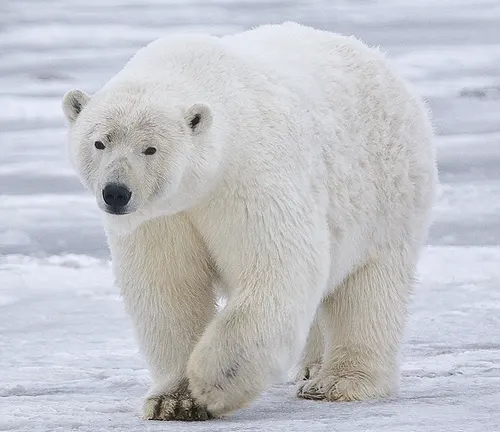 polar bear walking on snowy terrain in the Arctic