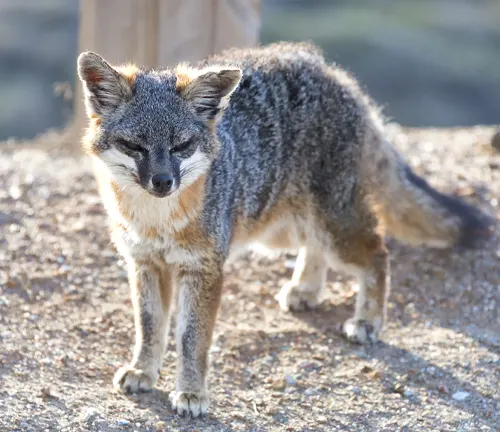 Island Fox: A unique species standing in an outdoor setting