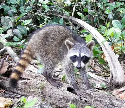 Crab-eating Raccoon