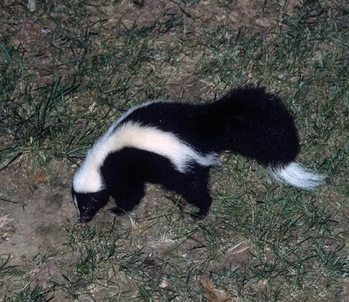 Striped Skunk: Unveiling Nature's Black-and-White Marvel